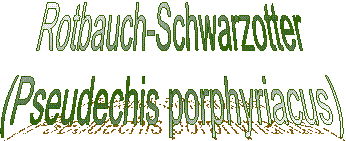 Rotbauch-Schwarzotter
(Pseudechis porphyriacus)